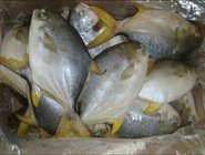 Good quality frozen seafood golden pomfret whole round frozen golden pompano fish
