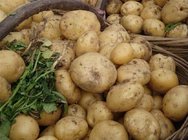 Selling Fresh Potato From China,Fresh Holland Patato goof quality