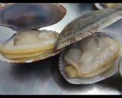 seafood and frozen vacuum clam for good quality