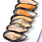 New Coming Seafood Frozen Half Shell Mussel for good quality