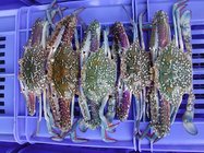 IQF wholesale seafood frozen crab blue crab from China