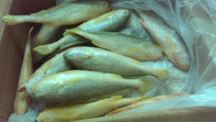 Good price Fresh Sea Frozen High Quality W/R Frozen Yellow Croaker 200-300g 300-400g for sale