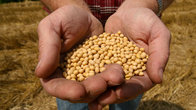 Non-GMO Soya Beans /Soybean Kernel / Soybean Meal Caken from china