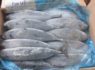 Frozen seafood of skipjack fish from china