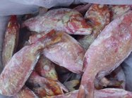 Frozen red snapper fish seafoods and frozen food for good quality