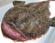 Frozen whole monkfish gutted fish with superior quality for seafood buyer