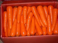 Food Fresh Carrot(Chinese Fresh Carrot)