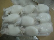 High Quality Whole Cuttle Fish/Cuttlefish Seafood  As Per Requirements Size good quality