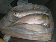 SEAFOOD New Catching WR Frozen  Queen Fish 3kg up
