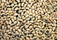 Chinese wholesale black eye bean/black eye kidney bean