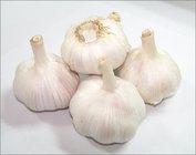 Fresh New Crop Pure/Normal White Garlic