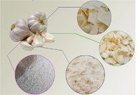 Fresh Garlic Golden Supplier/Top Quality,Competitve Price,Good Market