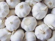 Chinese fresh white garlic good price