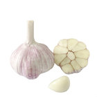 New Crop Chinese Pure White Garlic with Good Quality