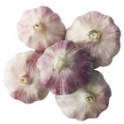 High Quality Fresh Red Garlic China Wholesale Garlic Price
