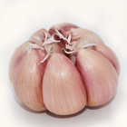 Fresh New Crop Normal/Pure White Garlic