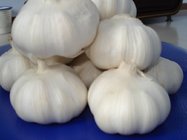 Garlic Market Price 1KG