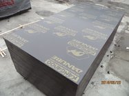 'KANGAROO' BRAND FILM FACED PLYWOOD,18mm concrete formwork film faced plywood