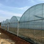 Agricultural/Commercial/Industrial Plastic Multi-Span Film Greenhouse with Hydroponic System