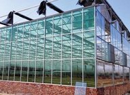 Film, Glass, PC Sheet Commercial Greenhouse from Chinese supplier