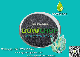 China SEAWEED EXTRACT FLAKES FERTILIZER supplier