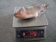 Frozen Tilapia Gutted& Scaled Size before glaze 350-550g