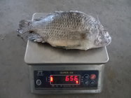 Frozen Tilapia Gutted& Scaled Size after glaze 500-800g