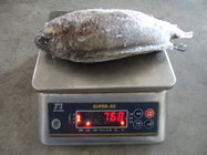 frozen fish black tilapia wholesale price, seafood tilapia fish companies