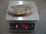 Frozen tilapia whole round frozen fish