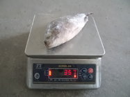 Frozen  fish tilapia whole round with good quality and competitive price