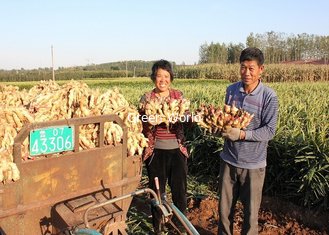 2016 New Crop Shandong China Fresh Organic Yellow Ginger with Lowest Price