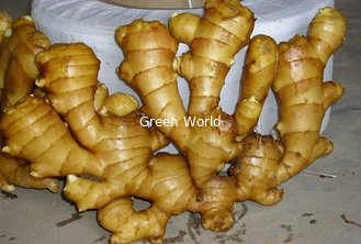 2016 New Crop Shandong China Fresh Organic Yellow Ginger