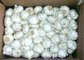 New  Green agricultural organic fresh garlic-ecologic product