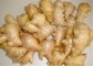 2016 New Crop Shandong China Fresh Organic Yellow Ginger with Lowest Price