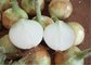 2016 China Fresh Yellow Onion For Export New Crop Organic