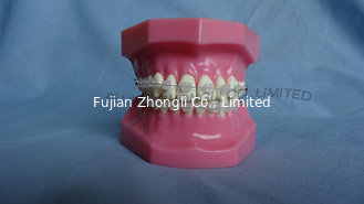 China Orthodontic Teeth Model supplier