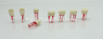 China Root Canal and Crown S12/Opening of the pulp chamber model/Root canal filling model supplier