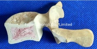 China Factory direct practice with bone spine - pine cortical bone false bone simulation practice PU foam processing supplier
