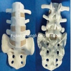 China Medical practice teaching with bone training with bone simulation lumbar vertebrae with sacral lumbar 3 to sacral simula supplier