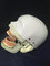 high quality dental simulation  manikin phantom head training torso&amp;oral care water cover supplier