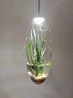 LONG FISH TANK AND PLANTS GLASS LAMPCHILDREN LOVELY LIGHT，Protect eyesight LAMP，succulent plants lamp,usb plug wire lamp