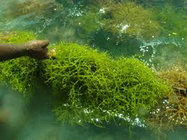 Huminrich Seaweed Organic Fertilizer with High NPK/Solubility≥99%,