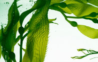 Seaweed Extract Organic NPK Foliar Fertilizer at Discount Rate/Alginate≥22-25%;