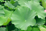 Lotus Leaf Extract nuciferine 2%-50%, 10:1 CAS NO.:475-83-2, weight control, 100% natural