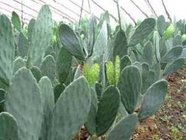 Cactus extract, Chinese manufactuer , FDA registered, ISO certified, competitve price, 100% natural , reduce weight