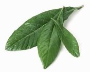 Loquat leaf Extract  Ursolic acid 98% HPLC , CAS NO.:77-52-1,anti-inflammatory, reducing blood fat, skin whiten