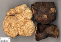 Paeonolum, Peony root-bark Extract, CAS No.: 552-41-0, Chinese Medicine Extract, blacken hair,Polygonum extract,supplier
