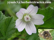 Chinese manufacturer supply  Althaea Officinalis Root Extract with competitive price, ISO Certified, 100% natural