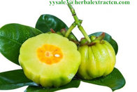 Garcinia Cambogia Extract  natural weight lose ingredient Hydroxycitric Acid 50% Chinese exporter