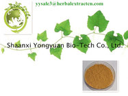 manufacture supply anti-aging, naturl health care Chinese Ivy Extract Hederacoside C 10%, Shaanxi Yongyuan Bio-Tech